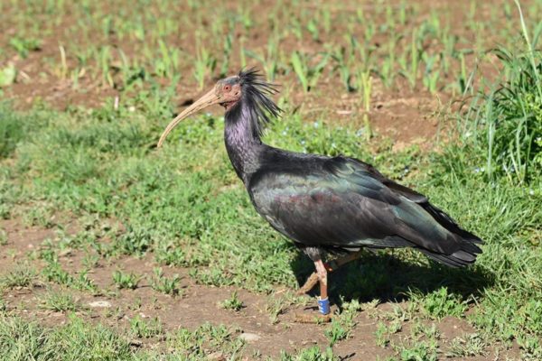 ibis eremita