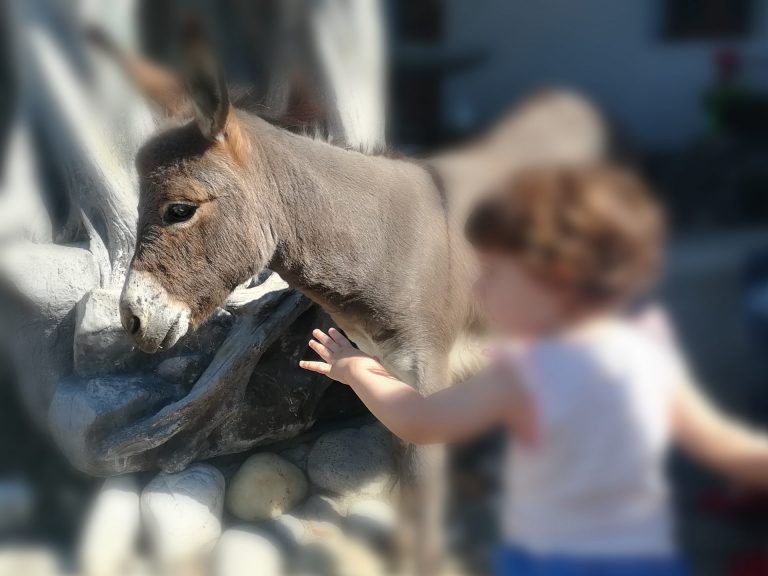 bambini e asinelli