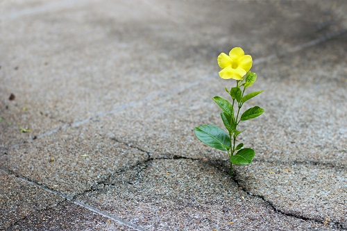 cosa è la resilienza