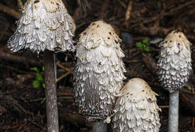 funghi