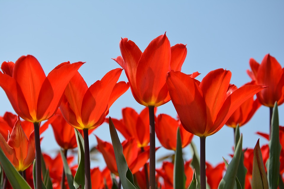 tulipani