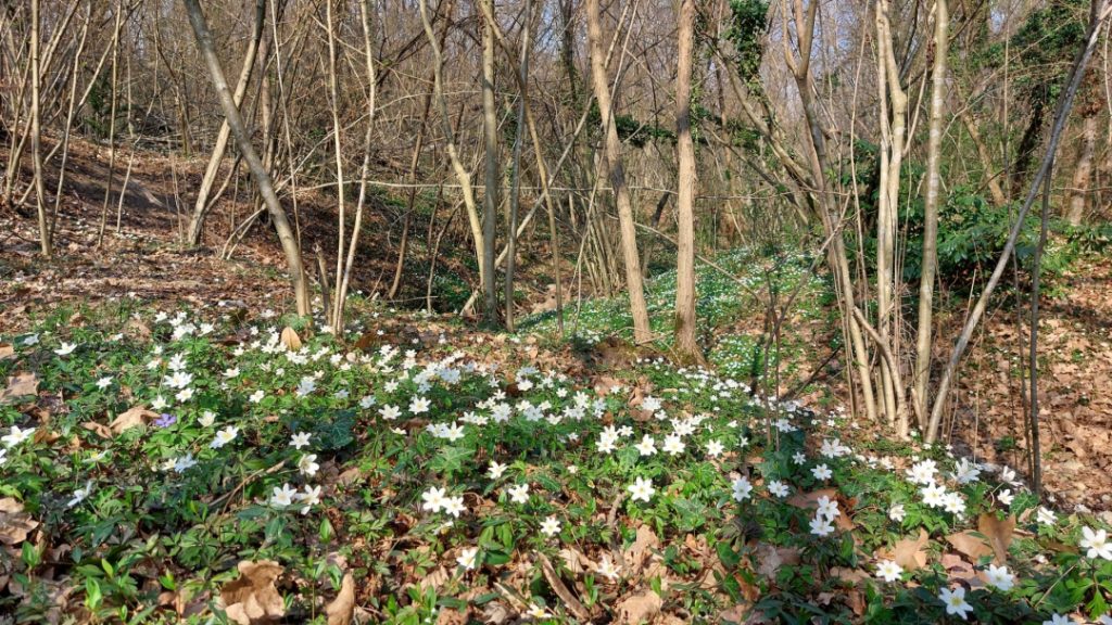 parco sorgenti lura