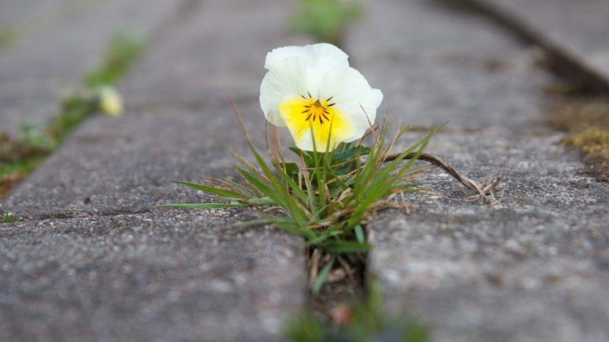 fiore in città